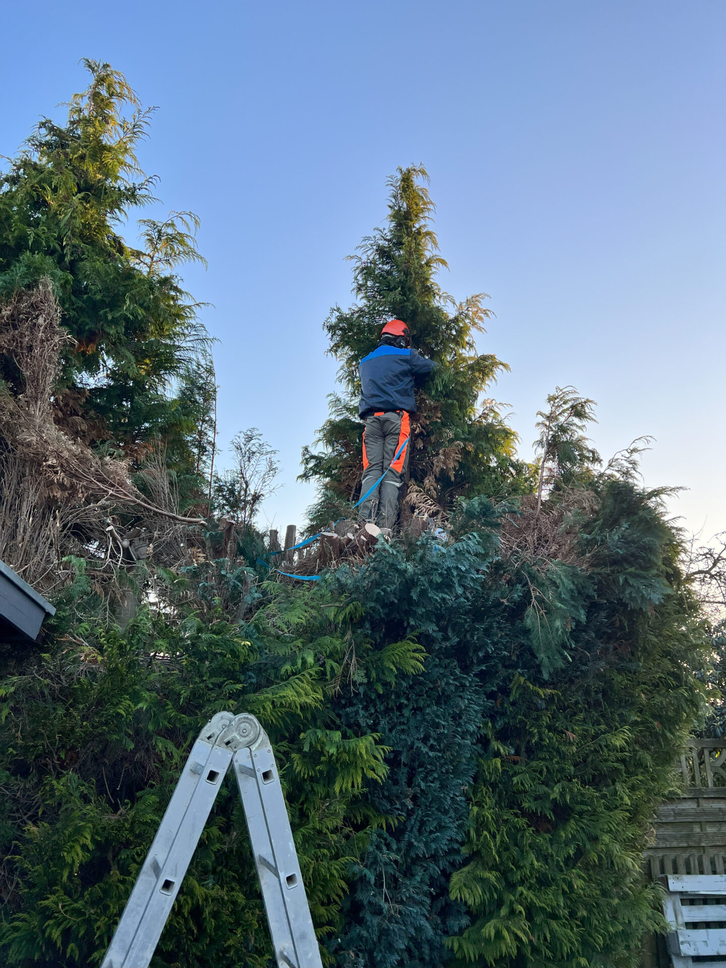 Gruenpflege, Baumbeschnitt und Entfernung von Büschen, mit einem Handwerker mit Helm in der Mitte.